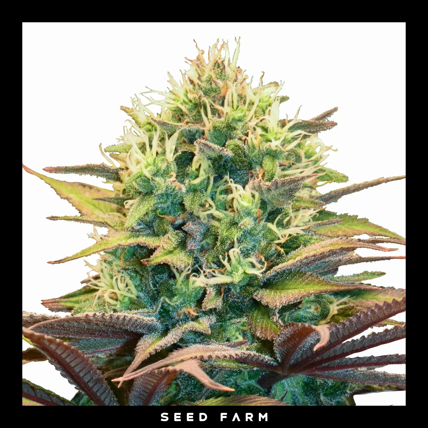 Royal Queen Seeds - PINEAPPLE KUSH - Feminsiert