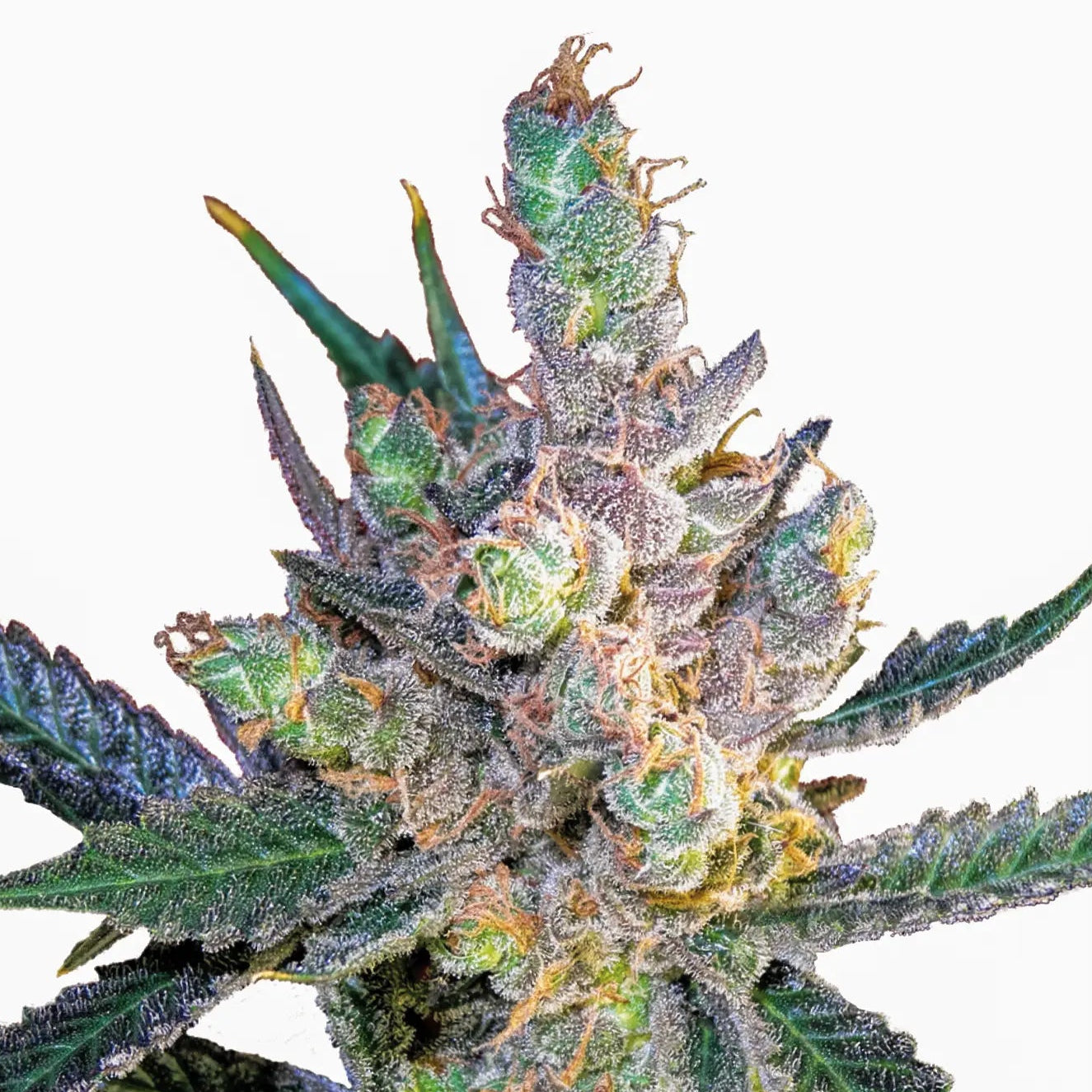 Royal Cheese Fast Flowering fem Cannabis-Pflanze mit harzigen Blüten vor neutralem Hintergrund – Royal Queen Seeds