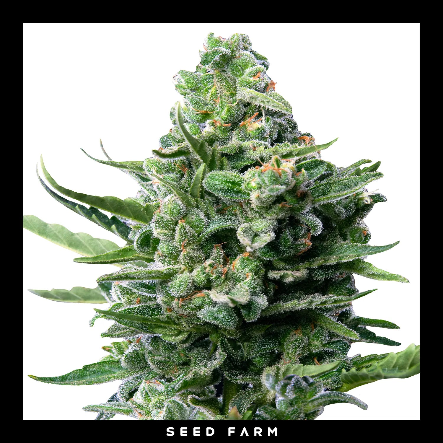 Royal Queen Seeds - ROYAL JACK - Automatic