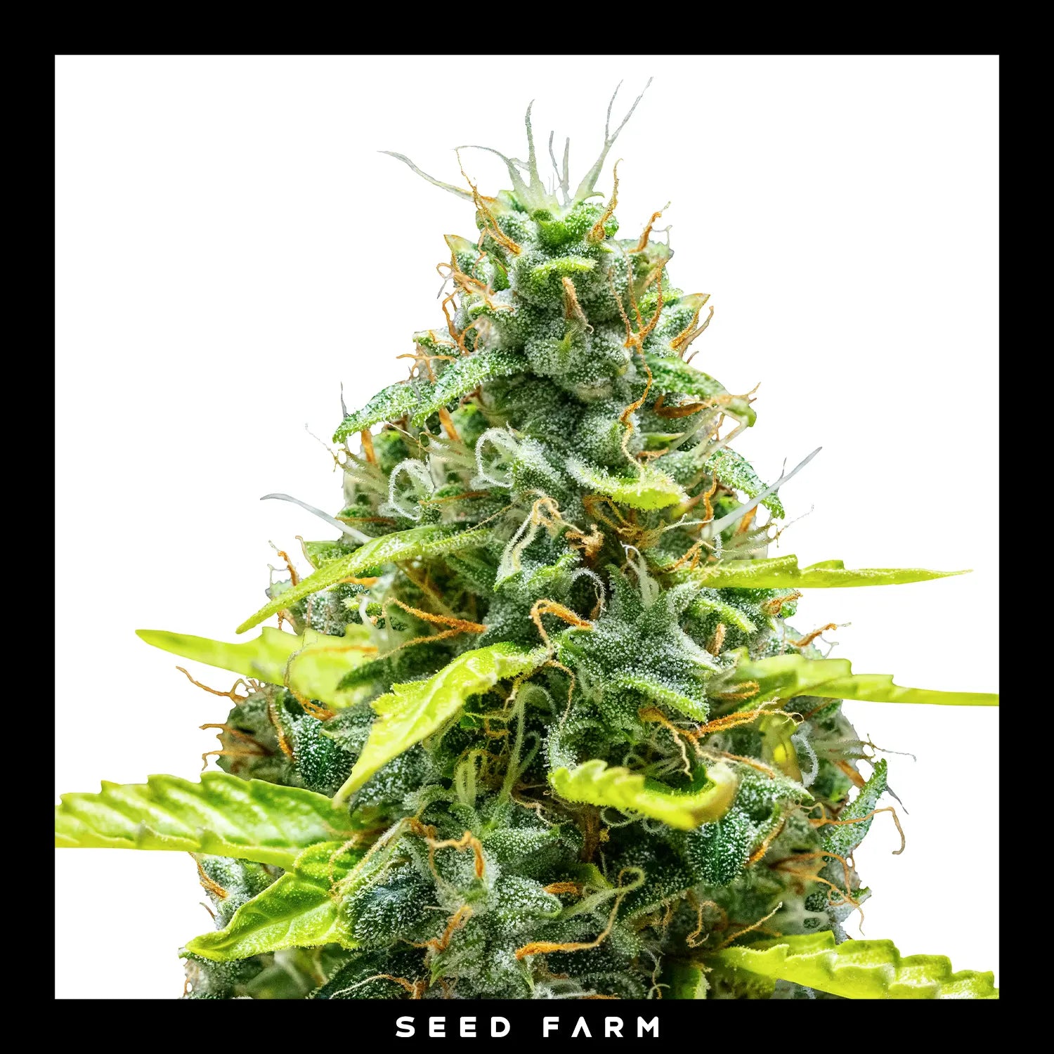 Royal Queen Seeds - ROYAL RUNTZ - Automatic
