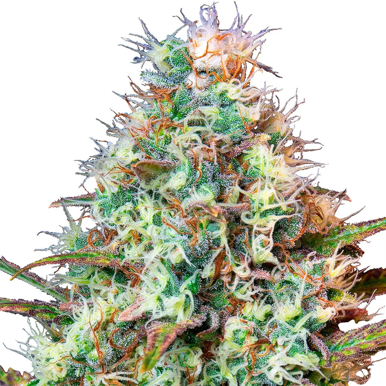 Royal Runtz fem Cannabis-Pflanze mit harzigen Blüten vor neutralem Hintergrund – Royal Queen Seeds