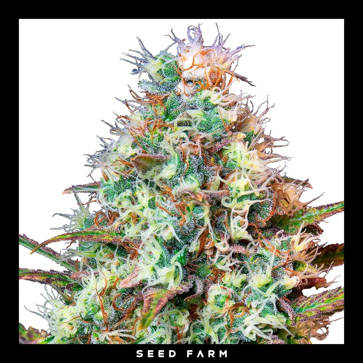 Royal Queen Seeds - ROYAL RUNTZ - Feminsiert