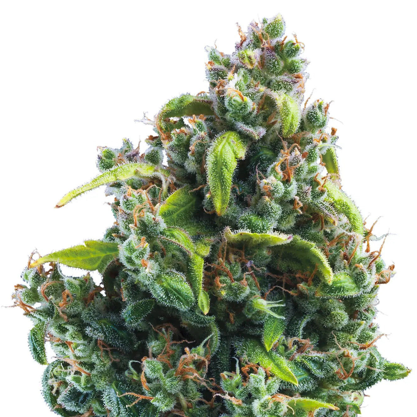 Sour Diesel fem Cannabis-Pflanze mit harzigen Blüten vor neutralem Hintergrund – Royal Queen Seeds