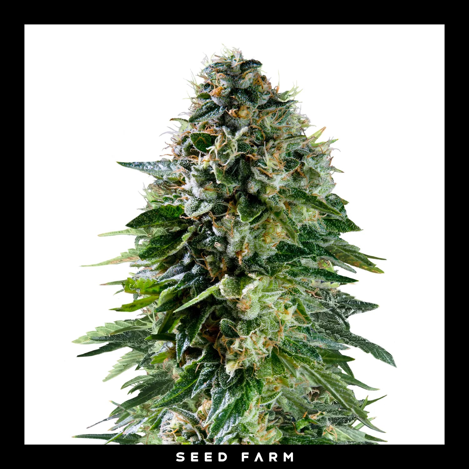 Royal Queen Seeds x Tyson 2.0 - CORKSCREW - Automatic