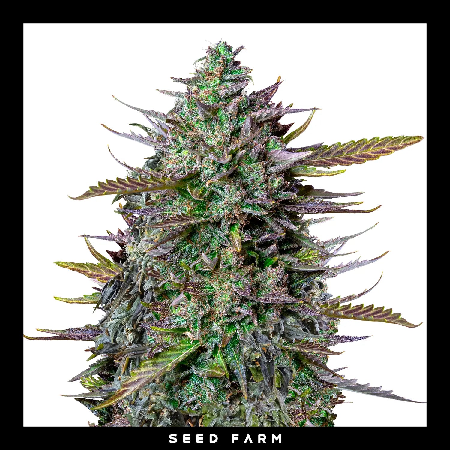 Royal Queen Seeds x Tyson 2.0 - GOAT'LATO - Automatic