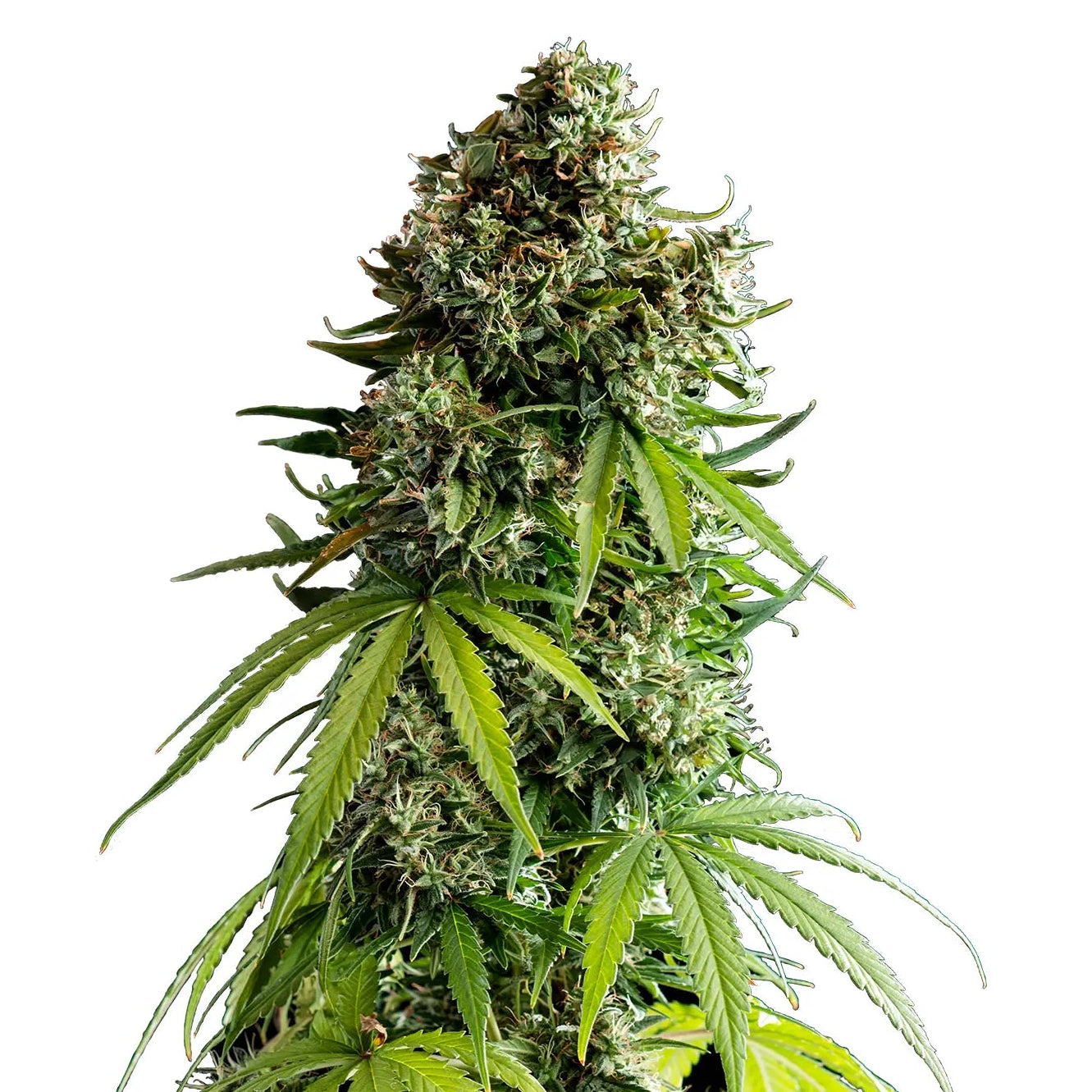NYC Sour D Auto Auto Cannabis-Pflanze mit harzigen Blüten vor neutralem Hintergrund – Royal Queen Seeds