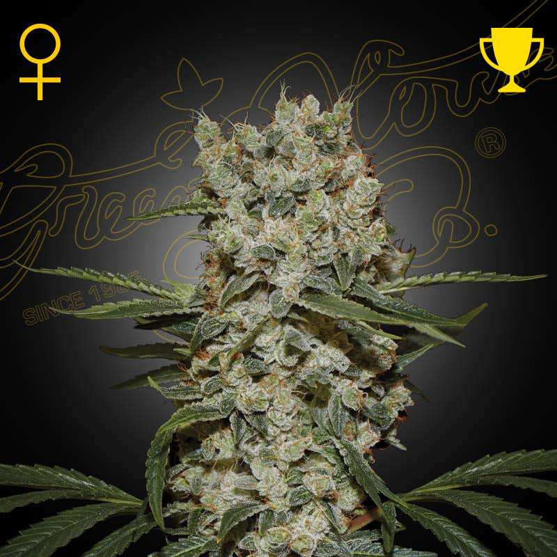 GHSC - SUPER SILVER HAZE - Feminisiert