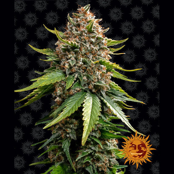 White Widow XXL Auto Cannabis-Pflanze mit harzigen Blüten vor schwarzem Hintergrund mit Markenmuster – Barney's Farm